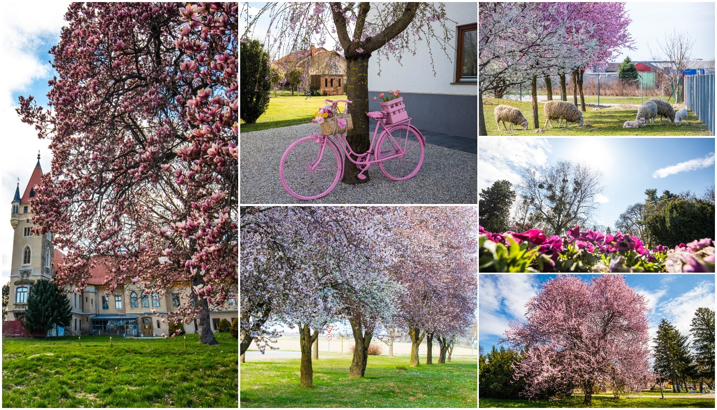Proljetna cvjetna rapsodija u Međimurju iz objektiva Miroslave Novak Hranjec