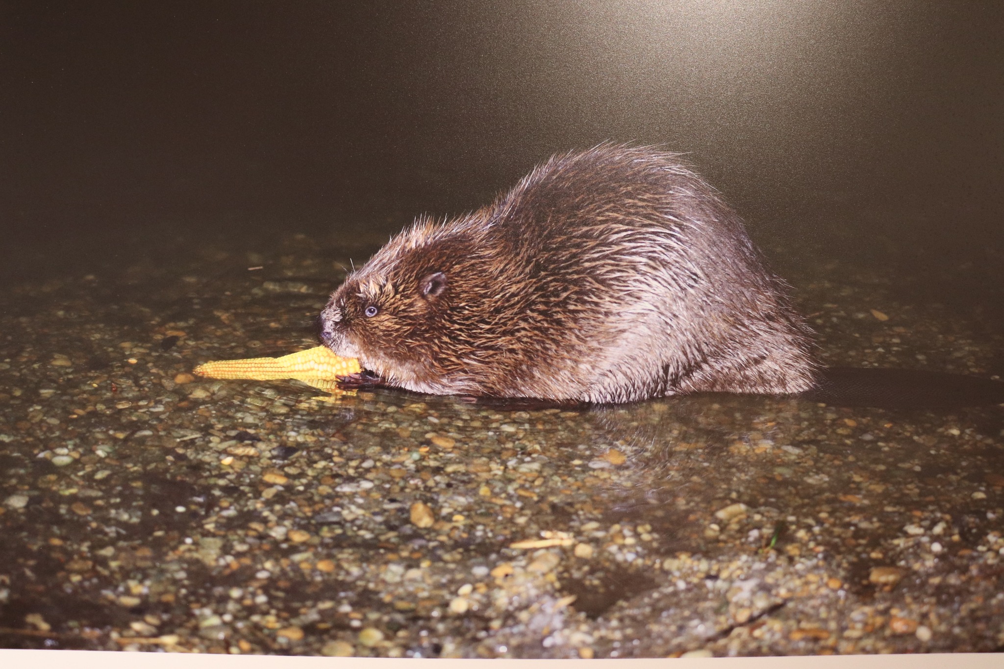 Otvorena izložba Josipa Horvata Majzeka – ‘Četvrt stoljeća dabra’