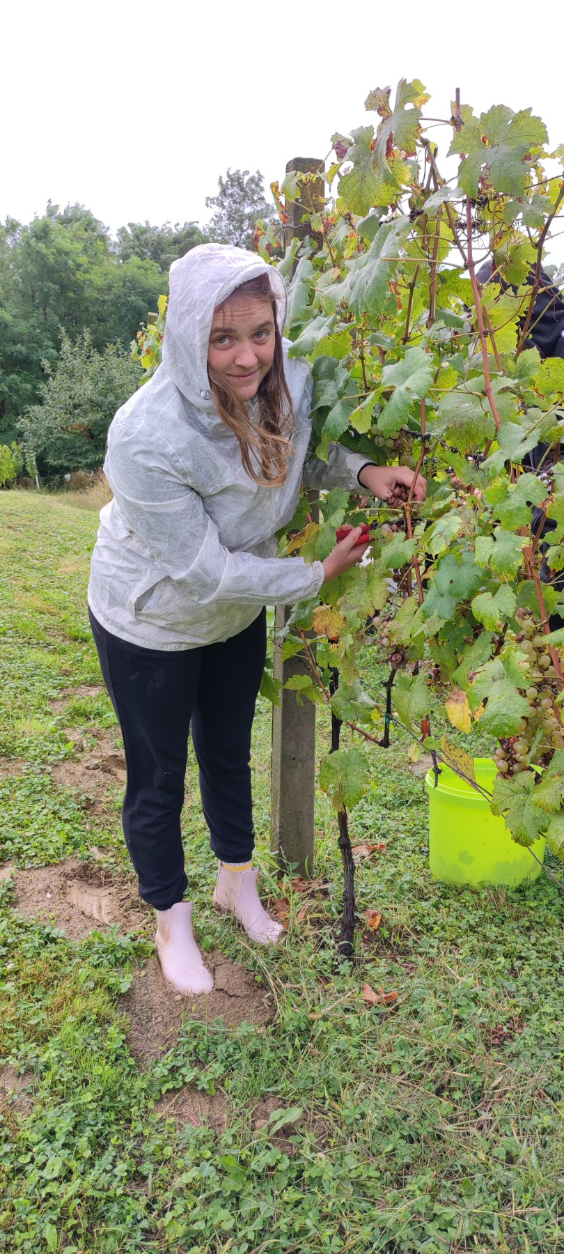 Berba kod obitelji Tomašić