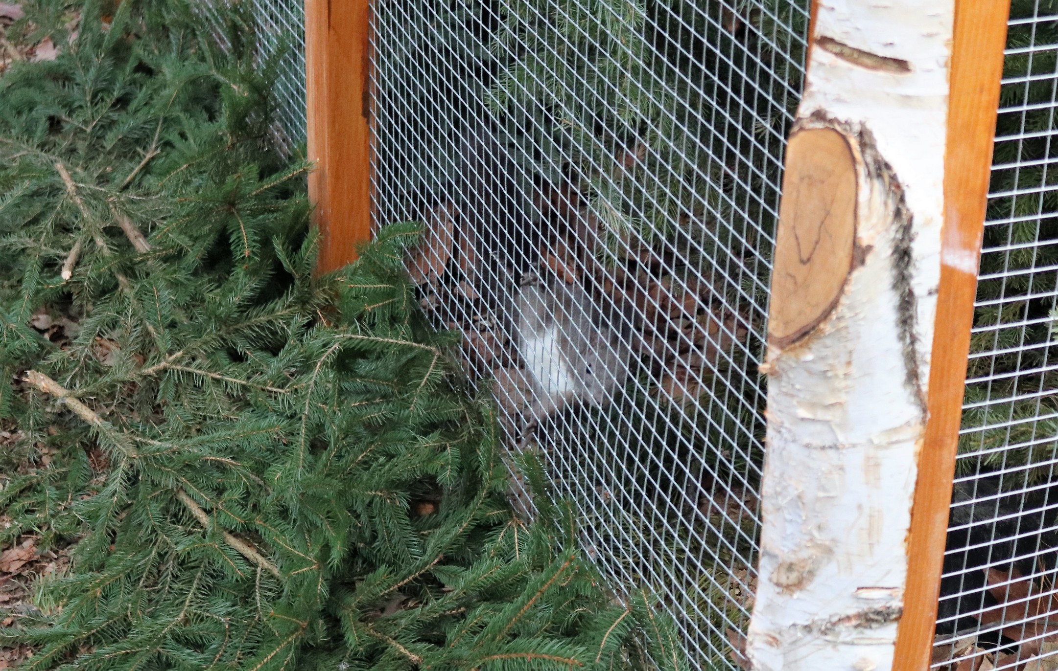 Crvene vjeverice stigle u Čakovec