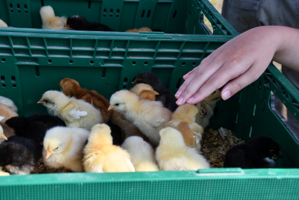 FOTO Izložba malih životinja privukla brojne izlagače, ali i posjetitelje
