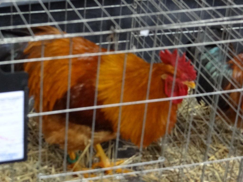 FOTO Održana izložba malih životinja u Kotoribi: Proglašeno čak 42 šampiona!