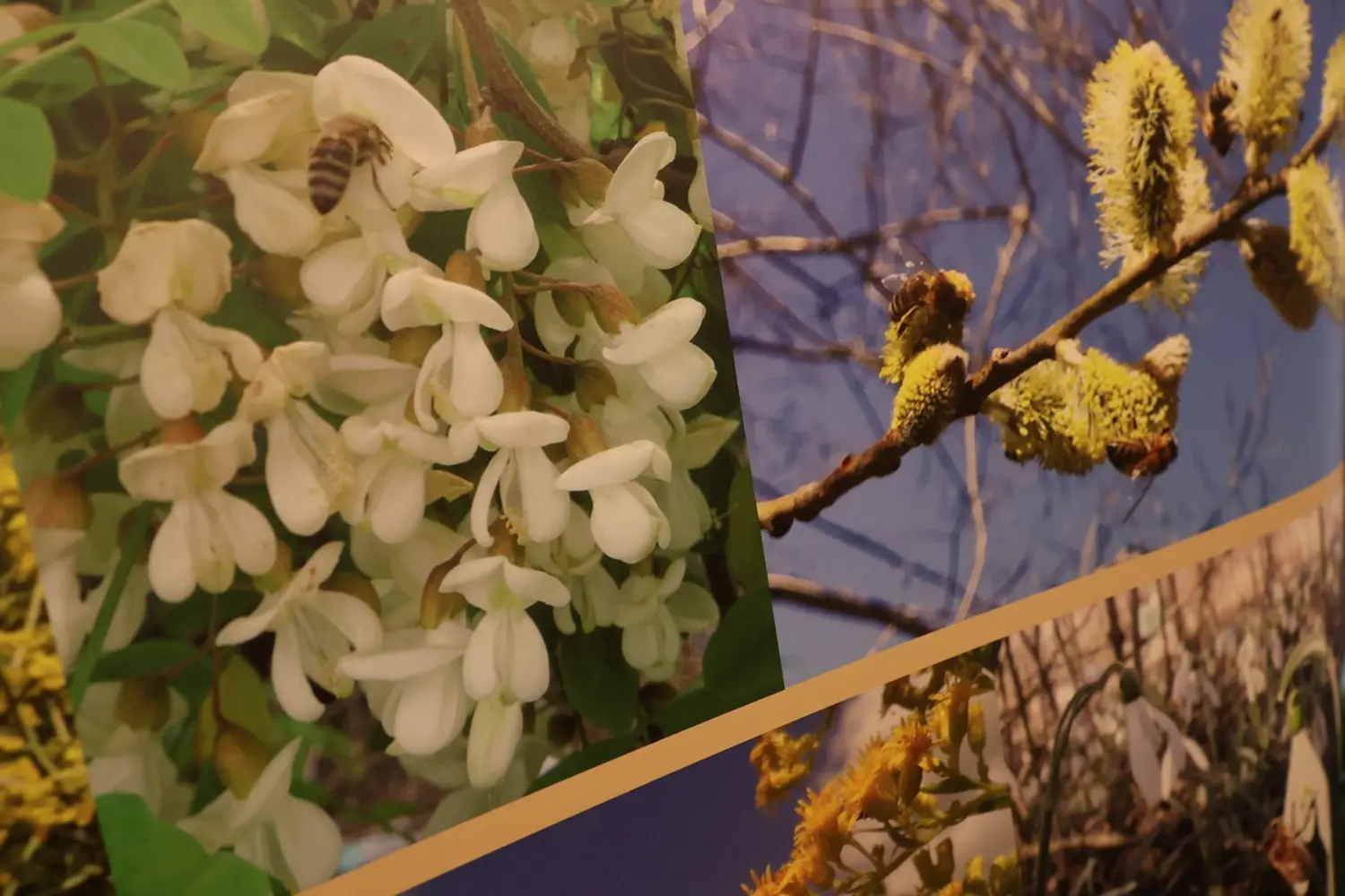 18. ocjenjivanje kvalitete međimurskog meda, Pčelarstvo Trupković, četiri zlatne medalje (25) 18. ocjenjivanje kvalitete međimurskog meda, Pčelarstvo Trupković, četiri zlatne medalje (25)