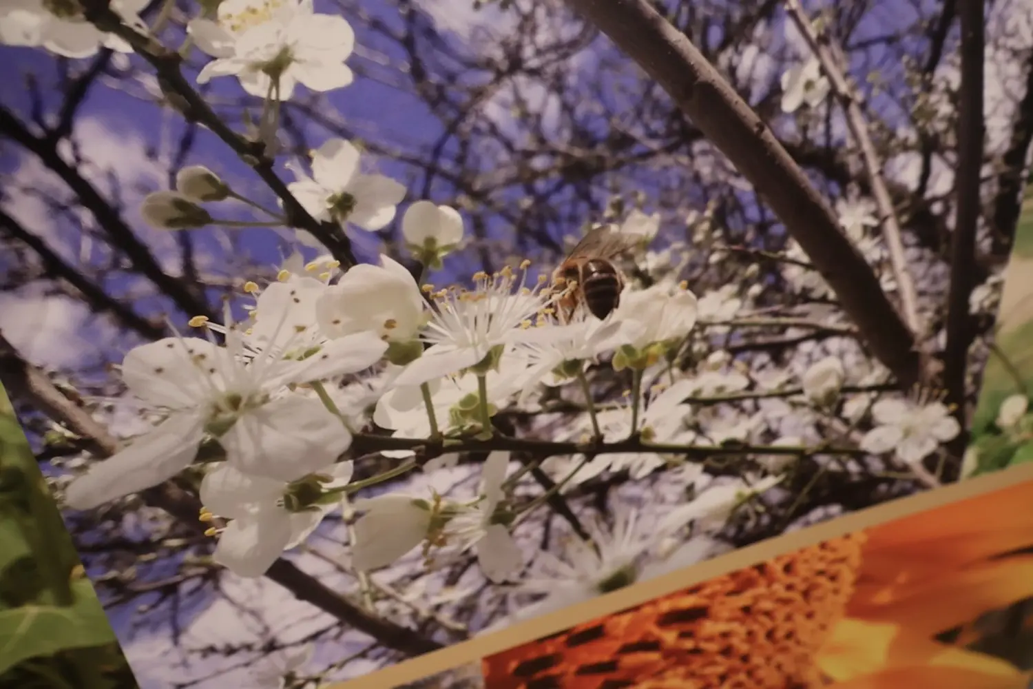 18. ocjenjivanje kvalitete međimurskog meda, Pčelarstvo Trupković, četiri zlatne medalje (32) 18. ocjenjivanje kvalitete međimurskog meda, Pčelarstvo Trupković, četiri zlatne medalje (32)