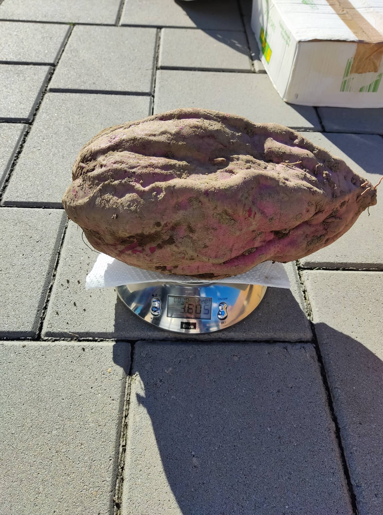 Iskopan batat težak 3,6 kilograma