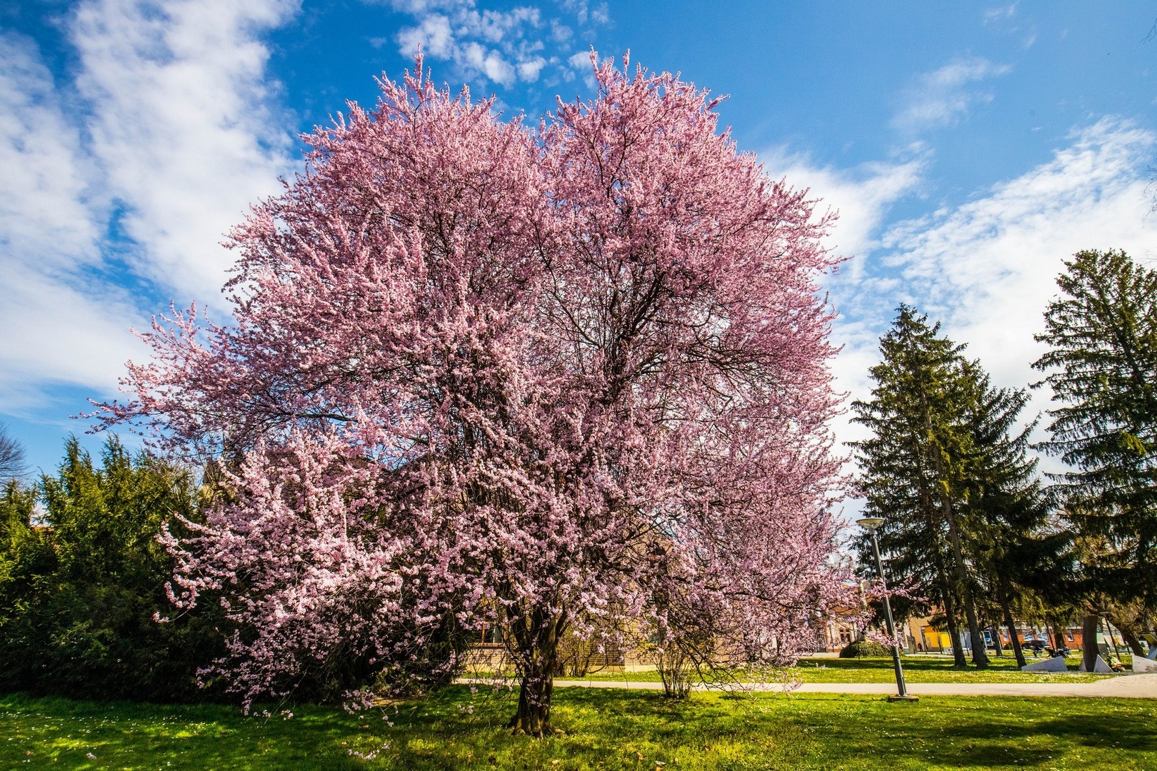 Proljetna cvjetna rapsodija u Međimurju iz objektiva Miroslave Novak Hranjec
