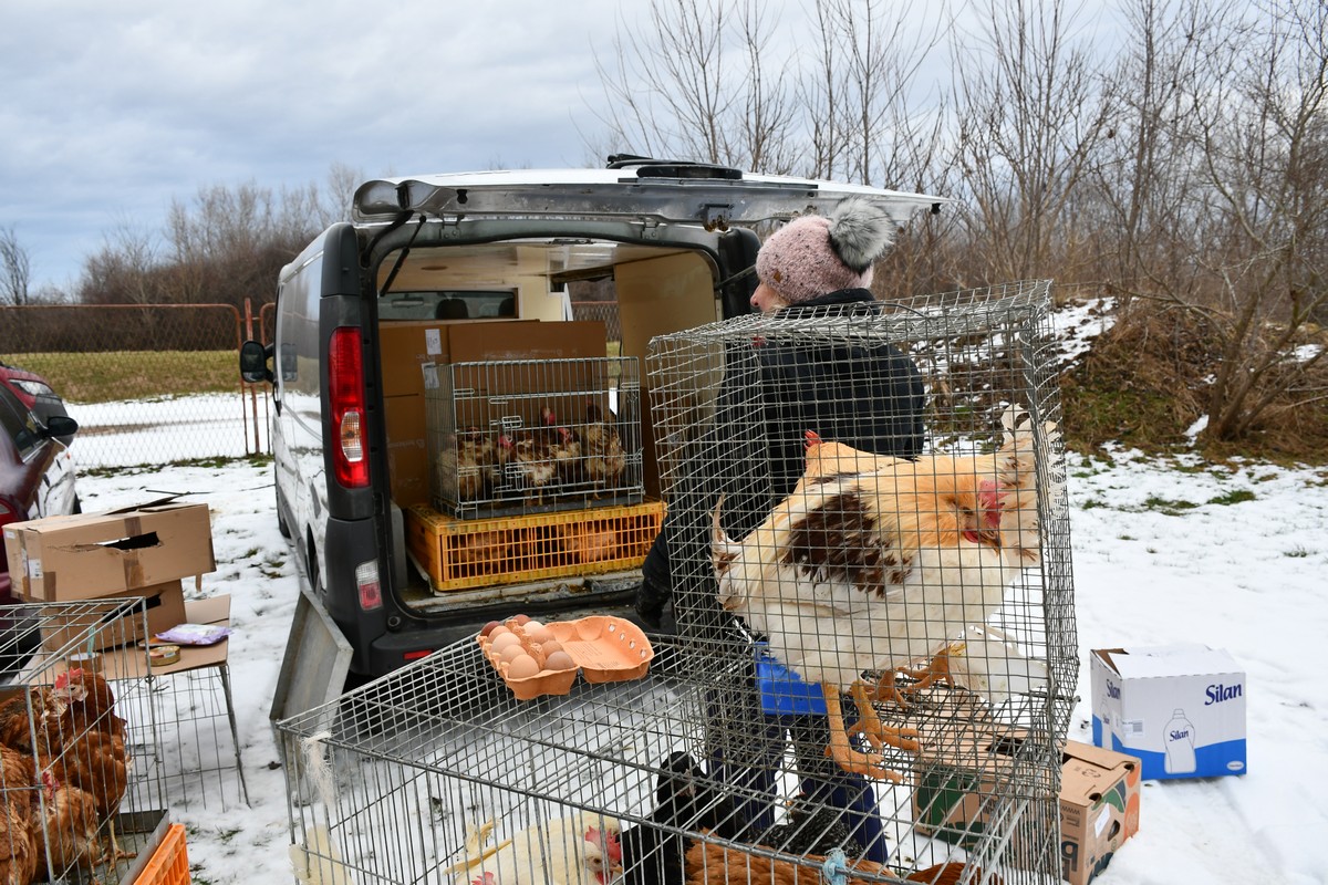 Sajam srijedom, čakovečki sajam, 24.1.