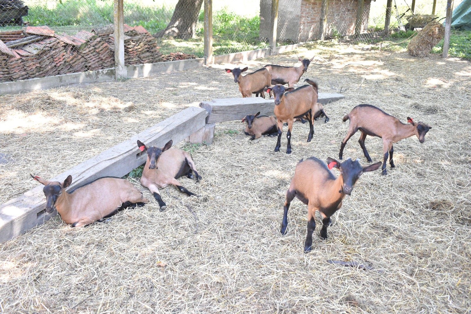 PRESELILI SE U DONJI KRALJEVEC Iz Zagreba u Međimurje – uzgajati koze!