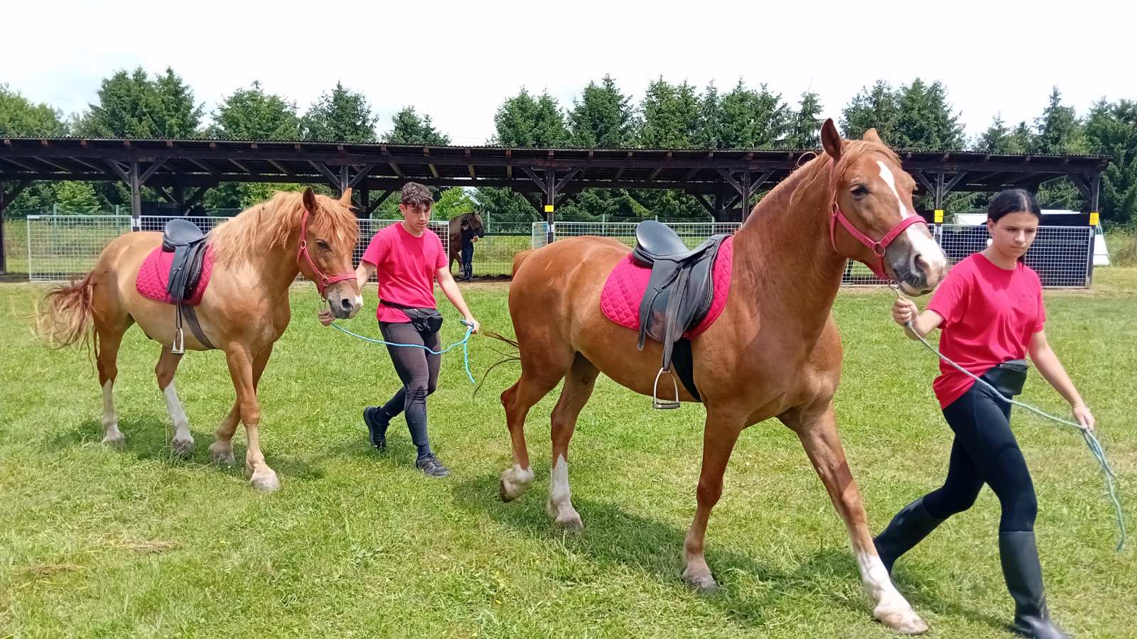 PREKRASNI SU Izložba međimurskog konja u Nedelišću