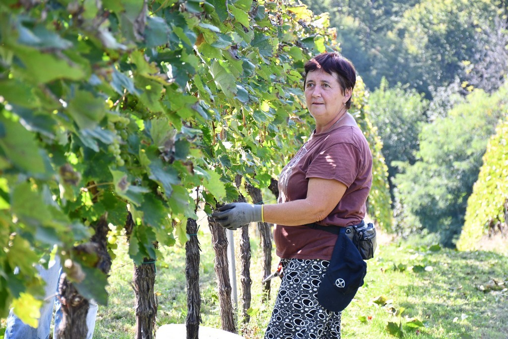 Vinarija Horvat, berba