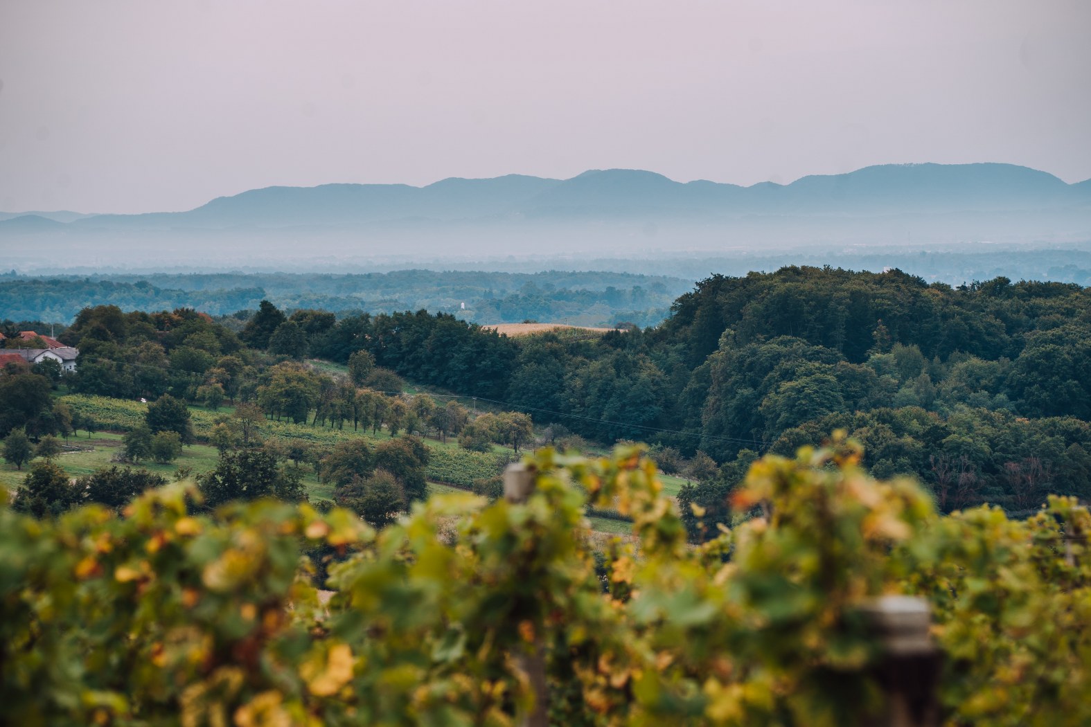 Image 5076592 (auto)