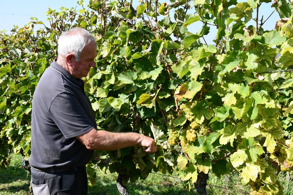 Vinarija Horvat, berba