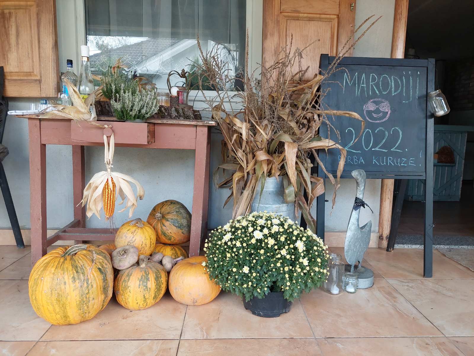 Branje kukuruza u Domašincu