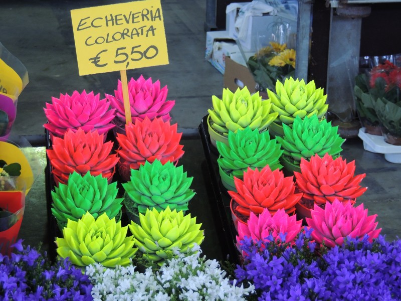 9f24ebaea16742faf9230e3a52d07c0