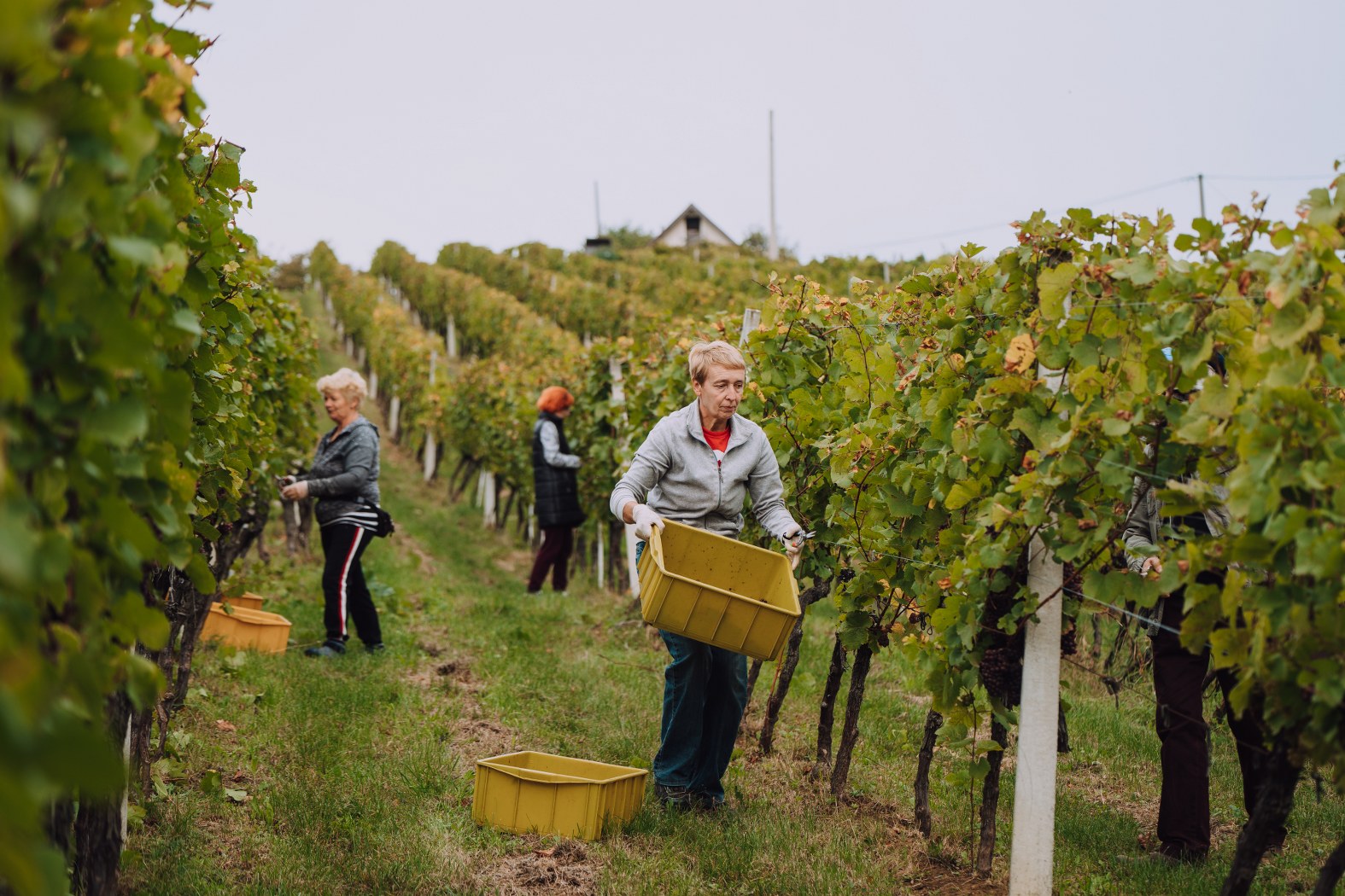 Image 5076584 (auto)