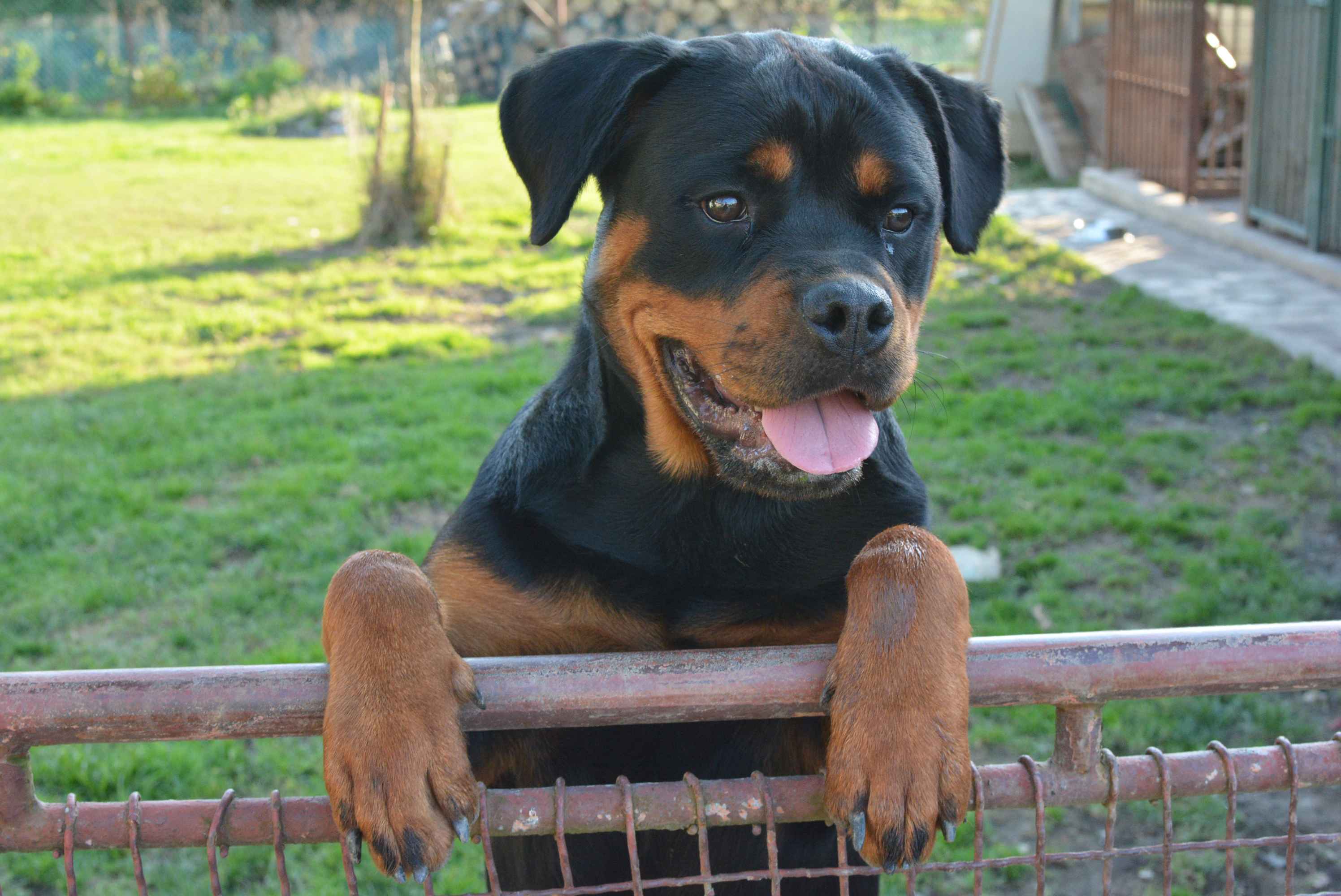 OBITELJ MIKAC IZ MIHOVLJANA Od 2014. godine imaju profinjenu uzgajivačnicu Rottweilera – ‘psi su naša najveća ljubav’ OBITELJ MIKAC IZ MIHOVLJANA Od 2014. godine imaju profinjenu uzgajivačnicu Rottweilera – ‘psi su naša najveća ljubav’