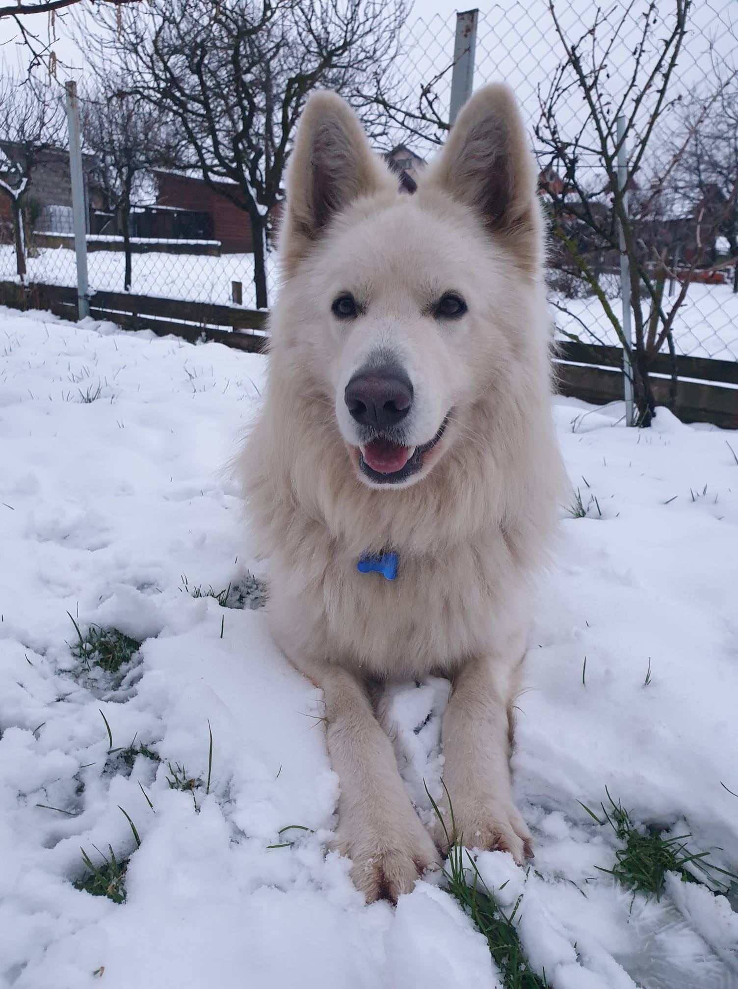 Kućni ljubimci vole snijeg