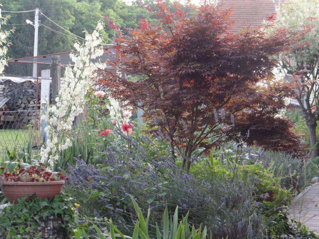 Biljno carstvo Vanje i Alena u Šenkovcu: Njihov vrt ‘Četiri godišnja doba’ mami poglede