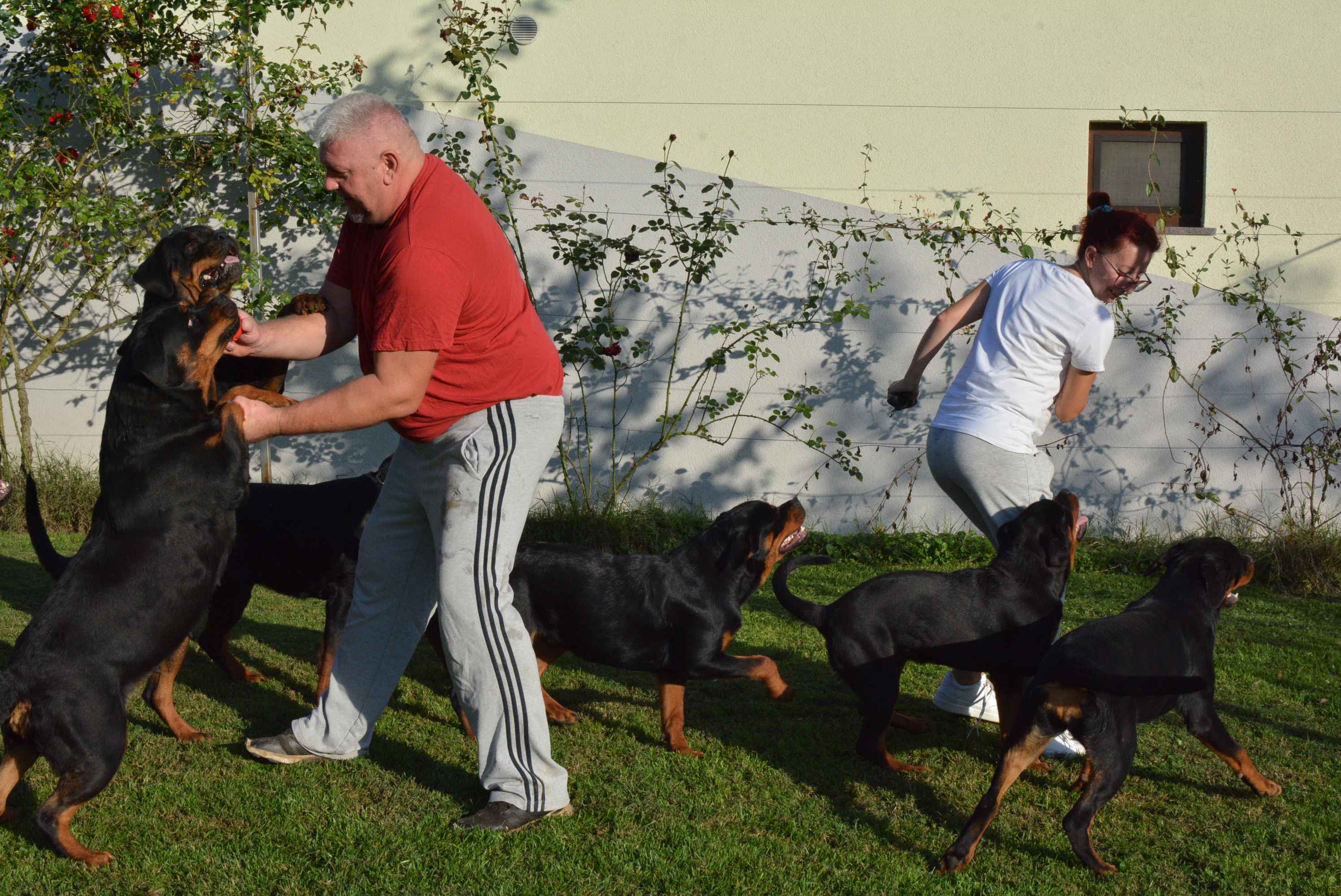 OBITELJ MIKAC IZ MIHOVLJANA Od 2014. godine imaju profinjenu uzgajivačnicu Rottweilera – ‘psi su naša najveća ljubav’ OBITELJ MIKAC IZ MIHOVLJANA Od 2014. godine imaju profinjenu uzgajivačnicu Rottweilera – ‘psi su naša najveća ljubav’