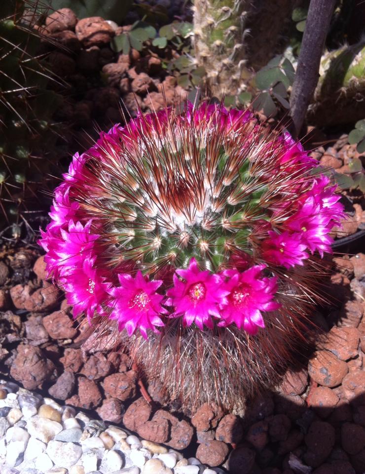 1118822586913344651106617424877