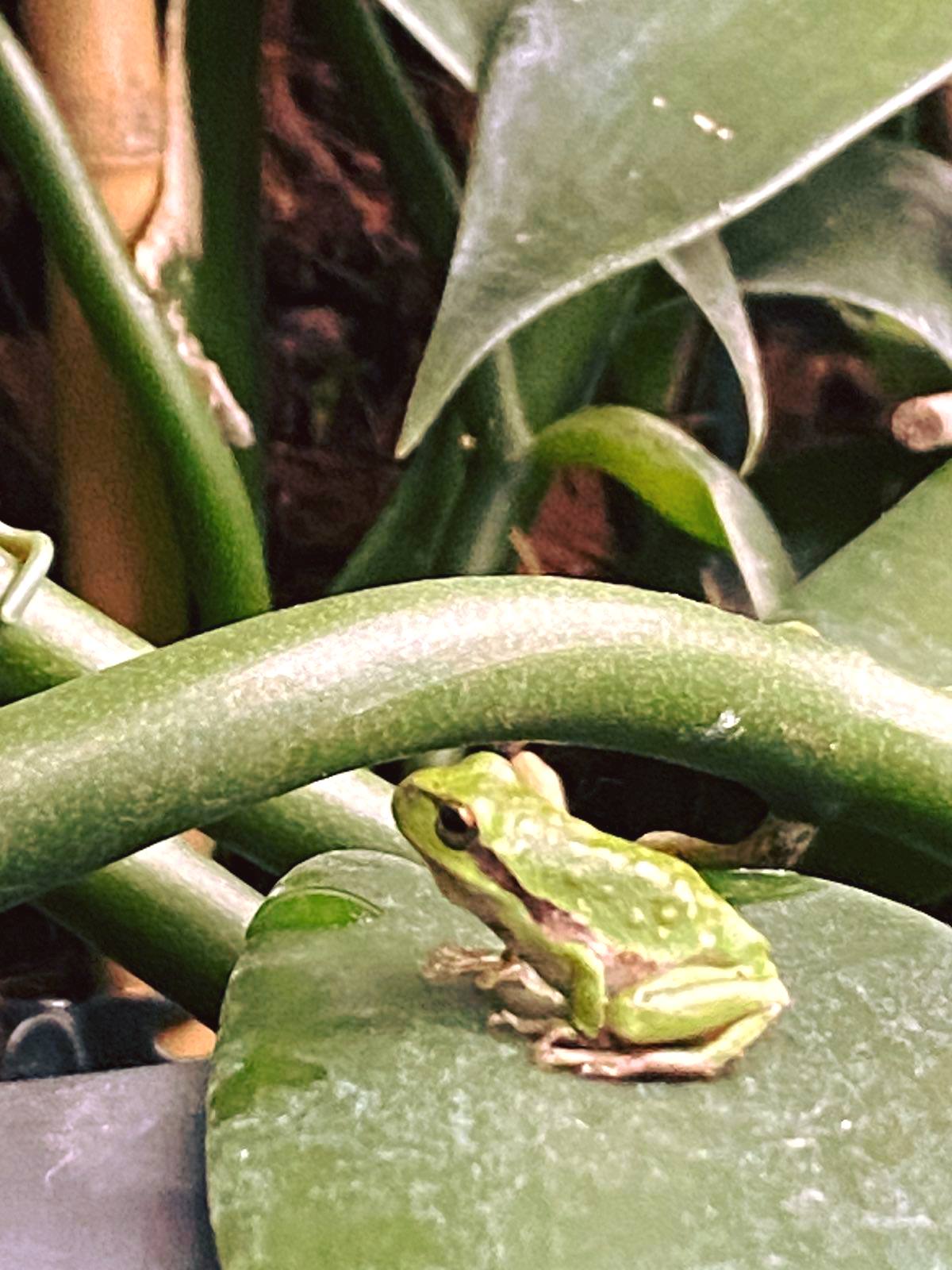 Image 5818441 (auto)