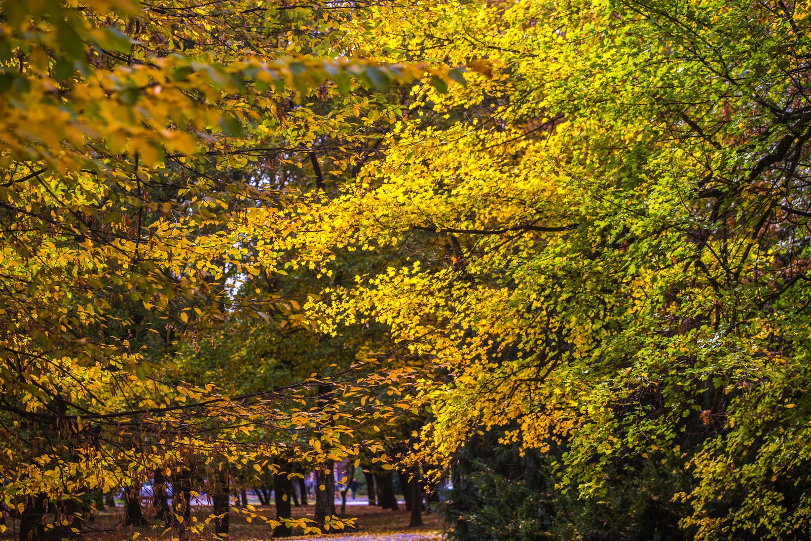 Čarobna jesen: Naša Miroslava Novak prošetala je čakovečkim parkom i snimila šarenilo jesenskih boja. Predivno, zar ne? (y) :-)