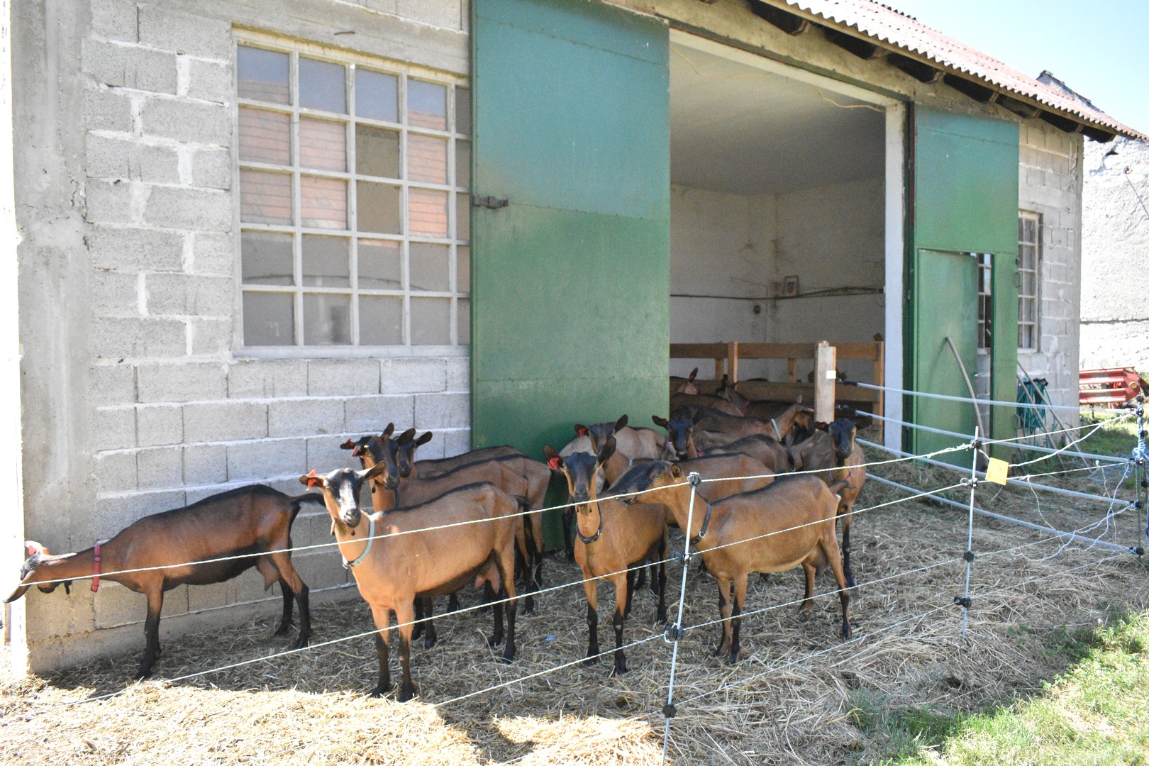 PRESELILI SE U DONJI KRALJEVEC Iz Zagreba u Međimurje – uzgajati koze!