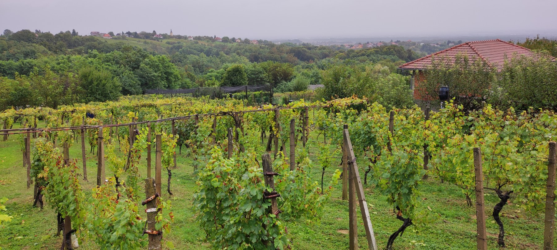 Berba kod obitelji Tomašić