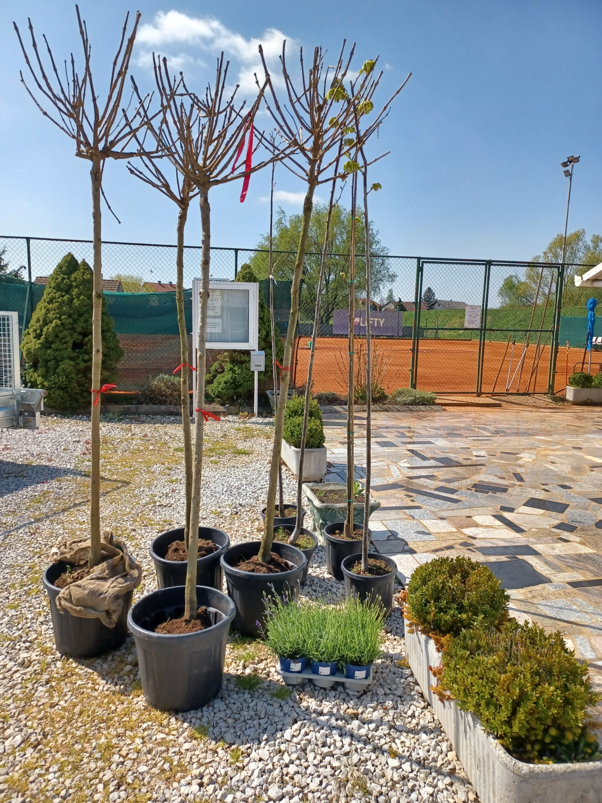 Pribislavec aktivno obilježio Dan planeta Zemlje sadnjom drveća i cvijeća