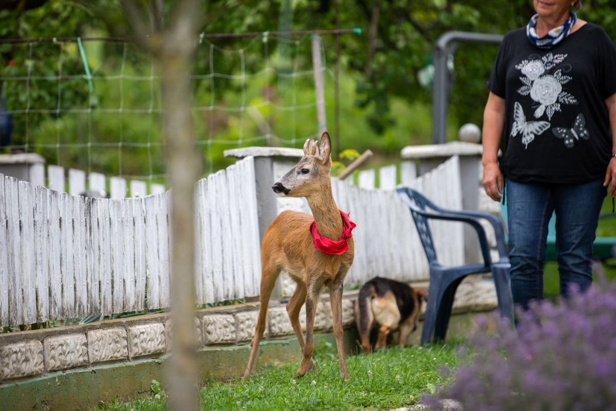 DIRLJIVA PRIČA Ivanka je prošle godine spasila polumrtvo lane. Danas je ono sretno u njezinom dvorištu