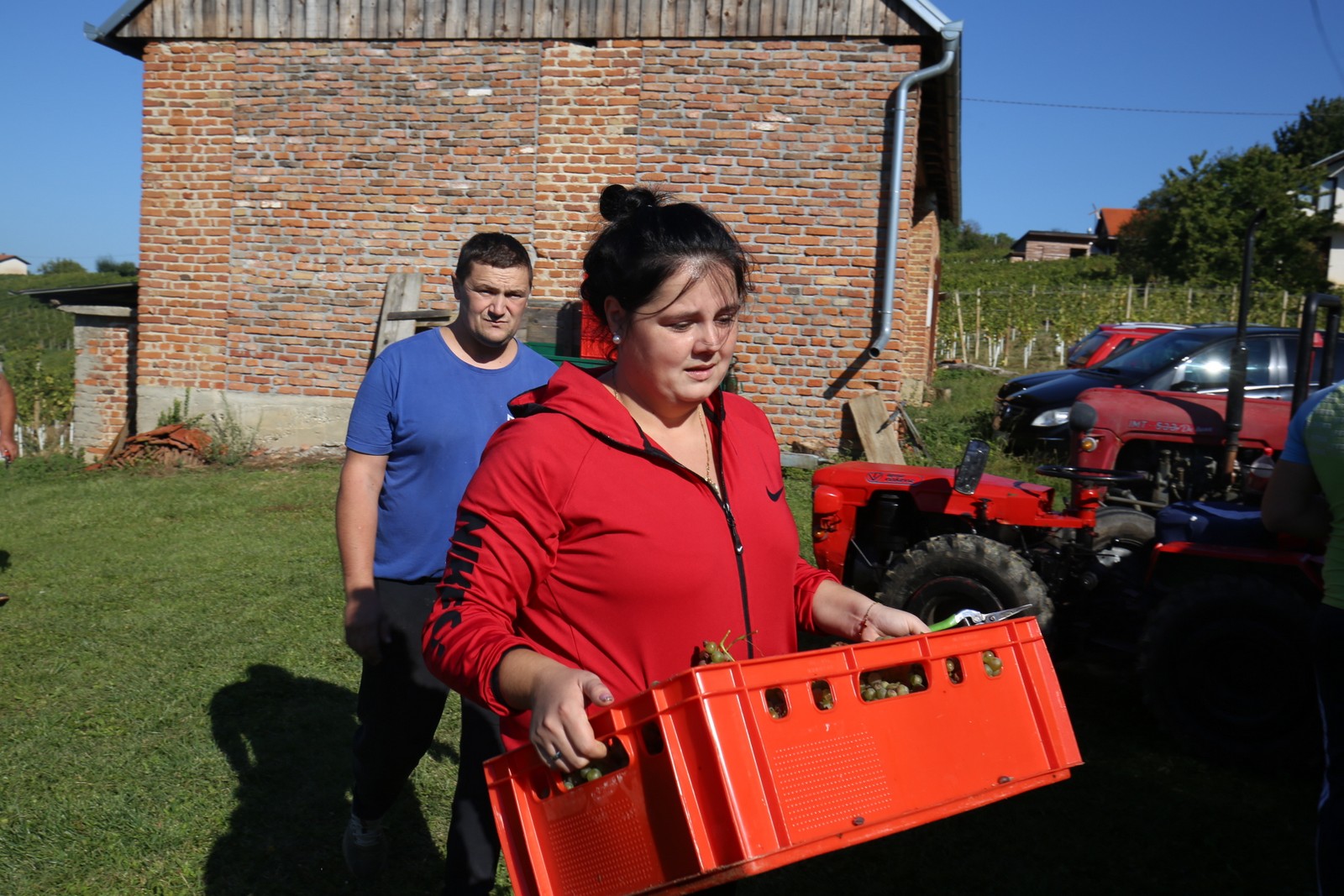 ‘Radio gorice za Katružu’: Tradicionalna humana berba po međimurskim bregima