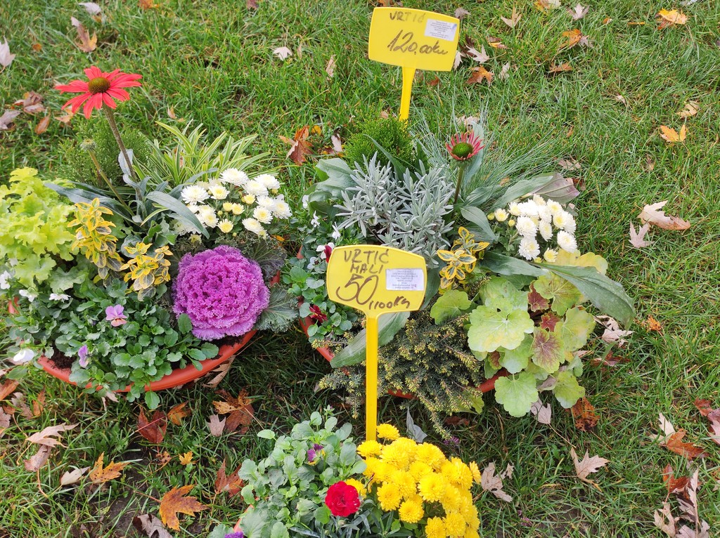 SAJAM SRIJEDOM Jeste li već probali meksički krastavac ili čajot?