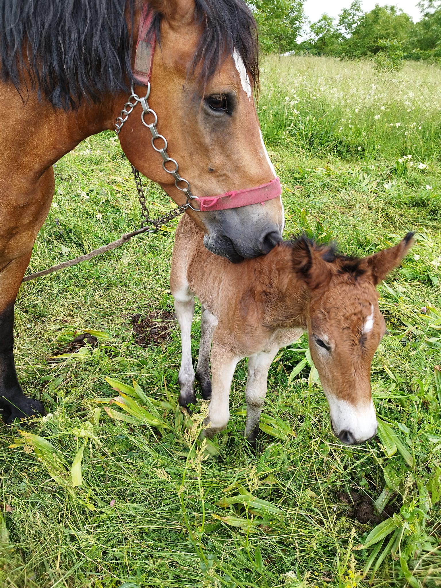 MEĐIMURSKI KONJ Predivna vijest iz Pribislavca, rodilo se ždrijebe Sena