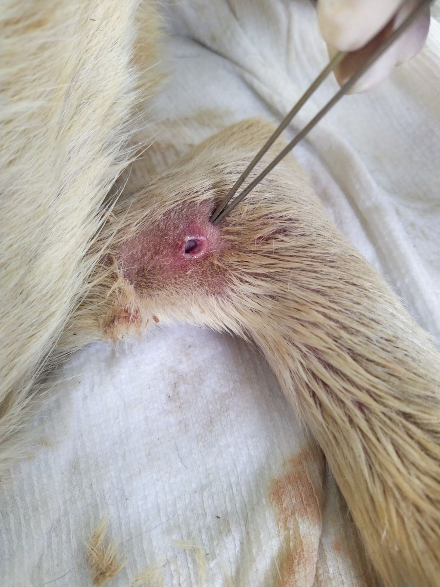 UZNEMIRUJUĆE FOTOGRAFIJE ‘Dokle će trajati patnja pasa u romskim naseljima Međimurja?’