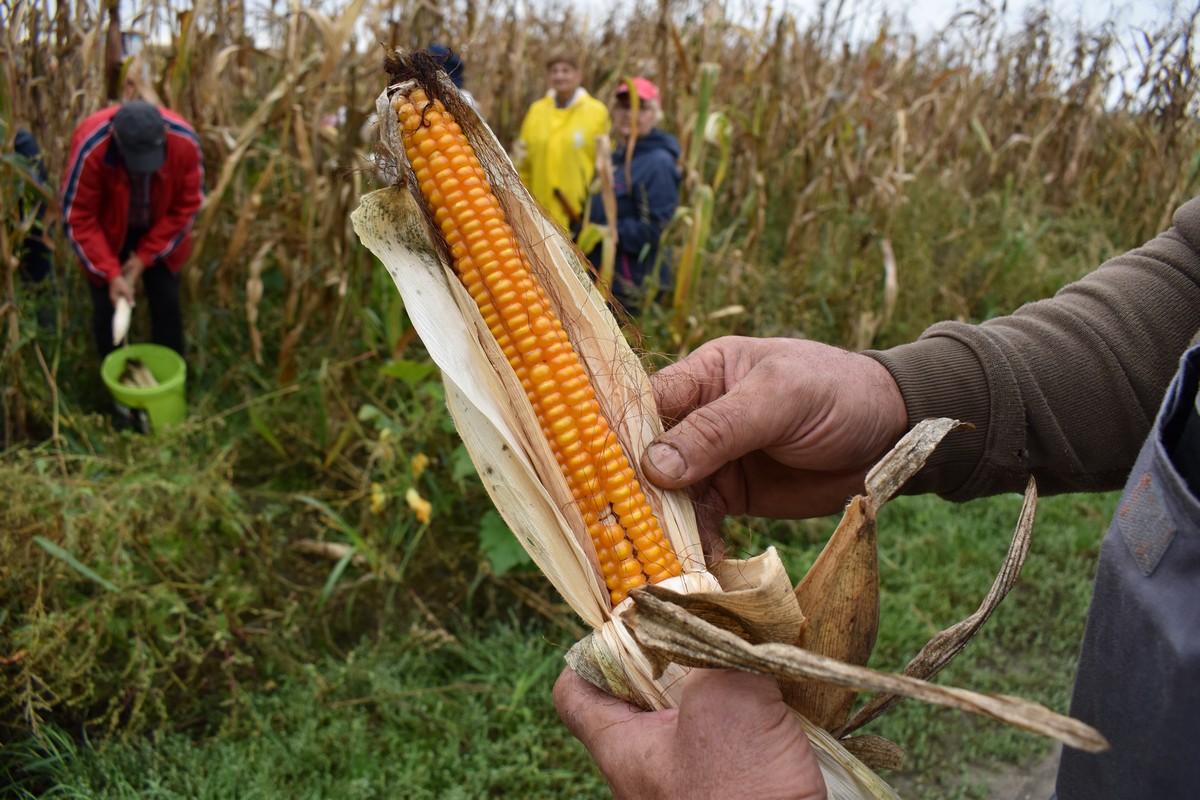 RUČNA BERBA KUKURUZA U PUŠĆINAMA Starinske sorte imaju pravo ‘luščinje’