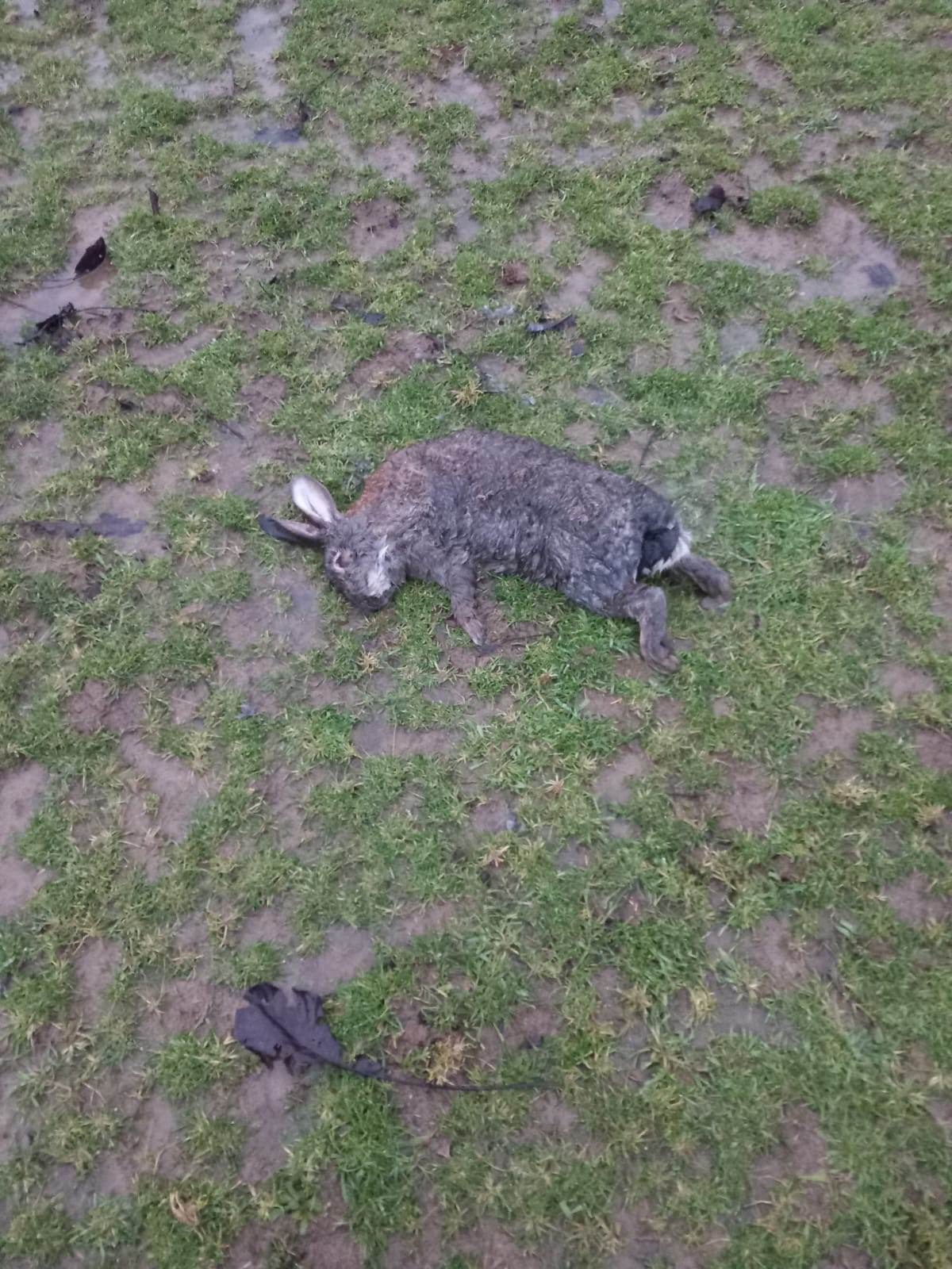 Čopor pasa lutalica poklao ovce i zečeve