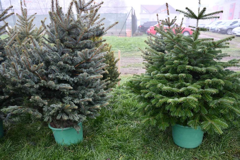Ponuda božićnih drvaca