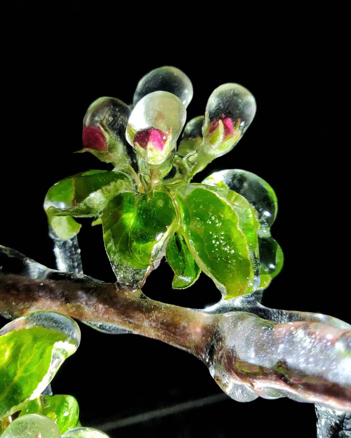 Međimurski voćar Marko Kudec protiv mraza se bori orošavanjem