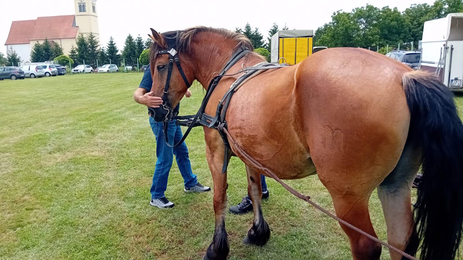 PREKRASNI SU Izložba međimurskog konja u Nedelišću