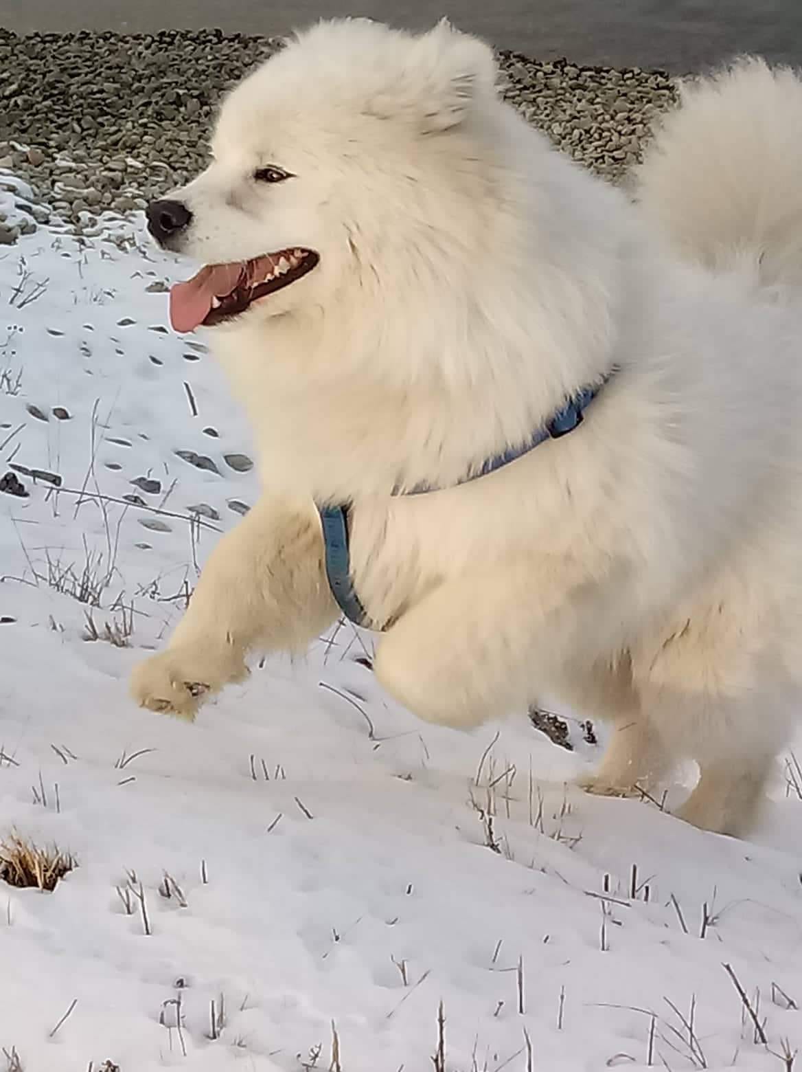Kućni ljubimci vole snijeg