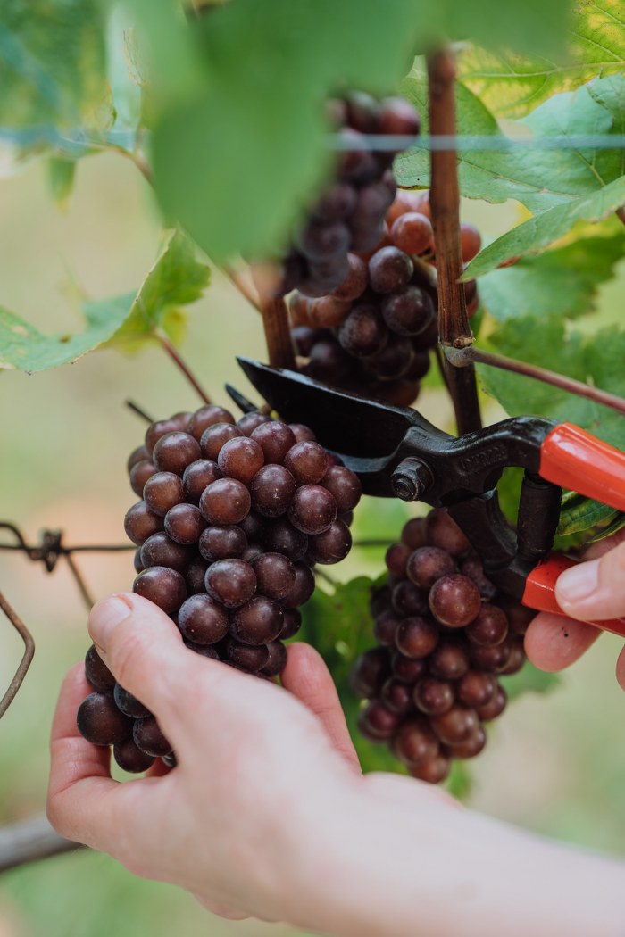 Image 5076598 (auto)