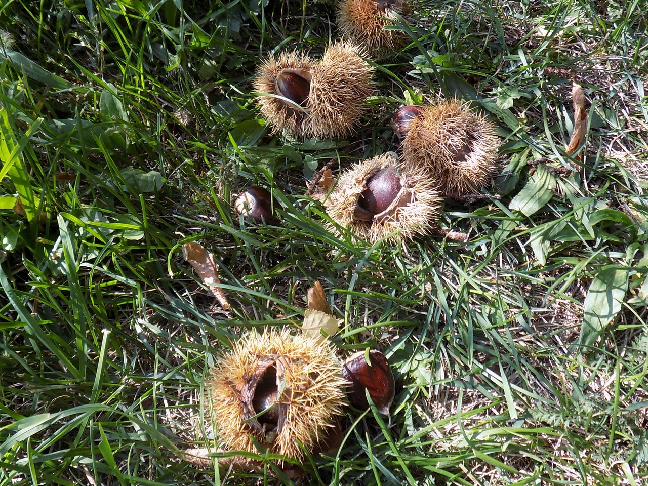 Prekrasne scene u prirodi: Kasno ljeto u gornjem Međimurju
