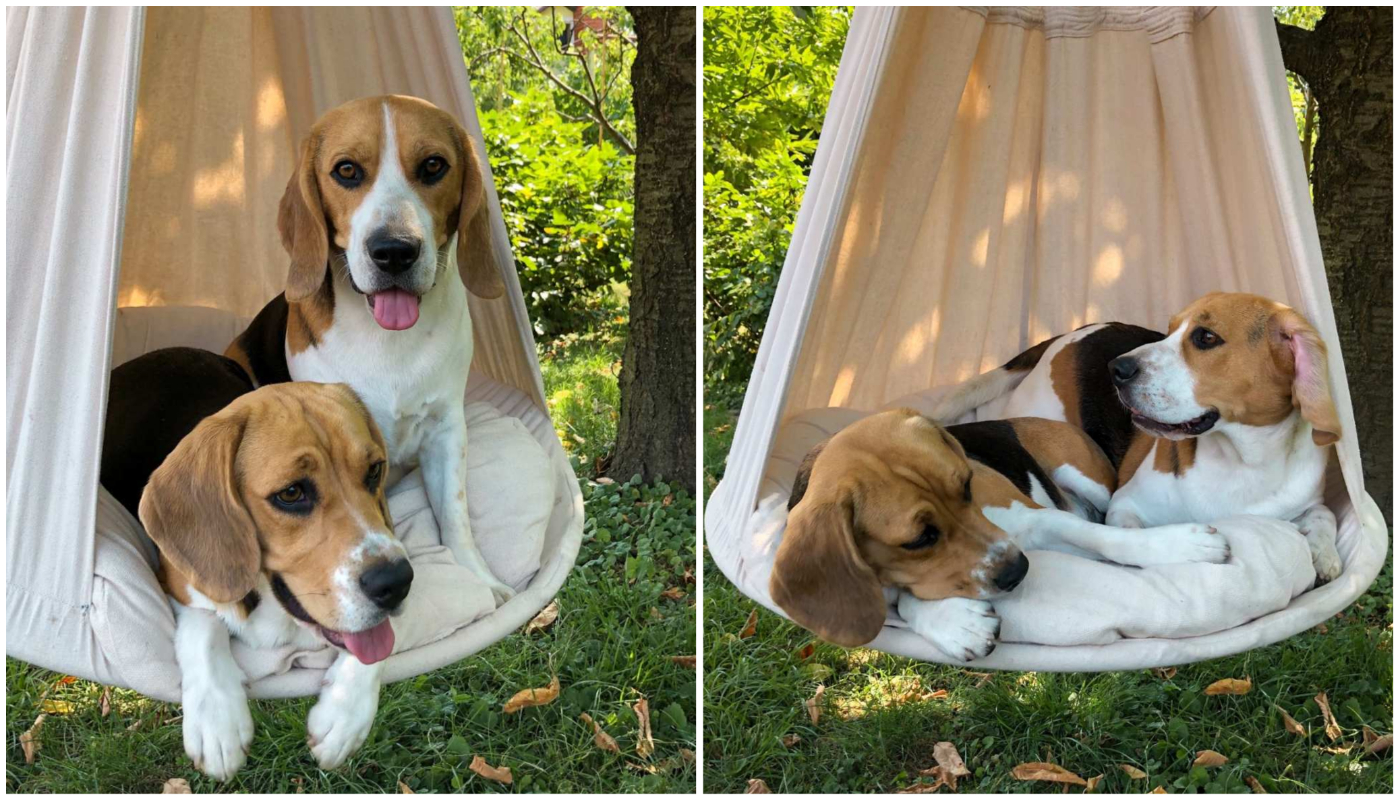 PASJE VRUĆINE Beagli Paco i Rubi odmor potražili u hladovini ljuljačke!