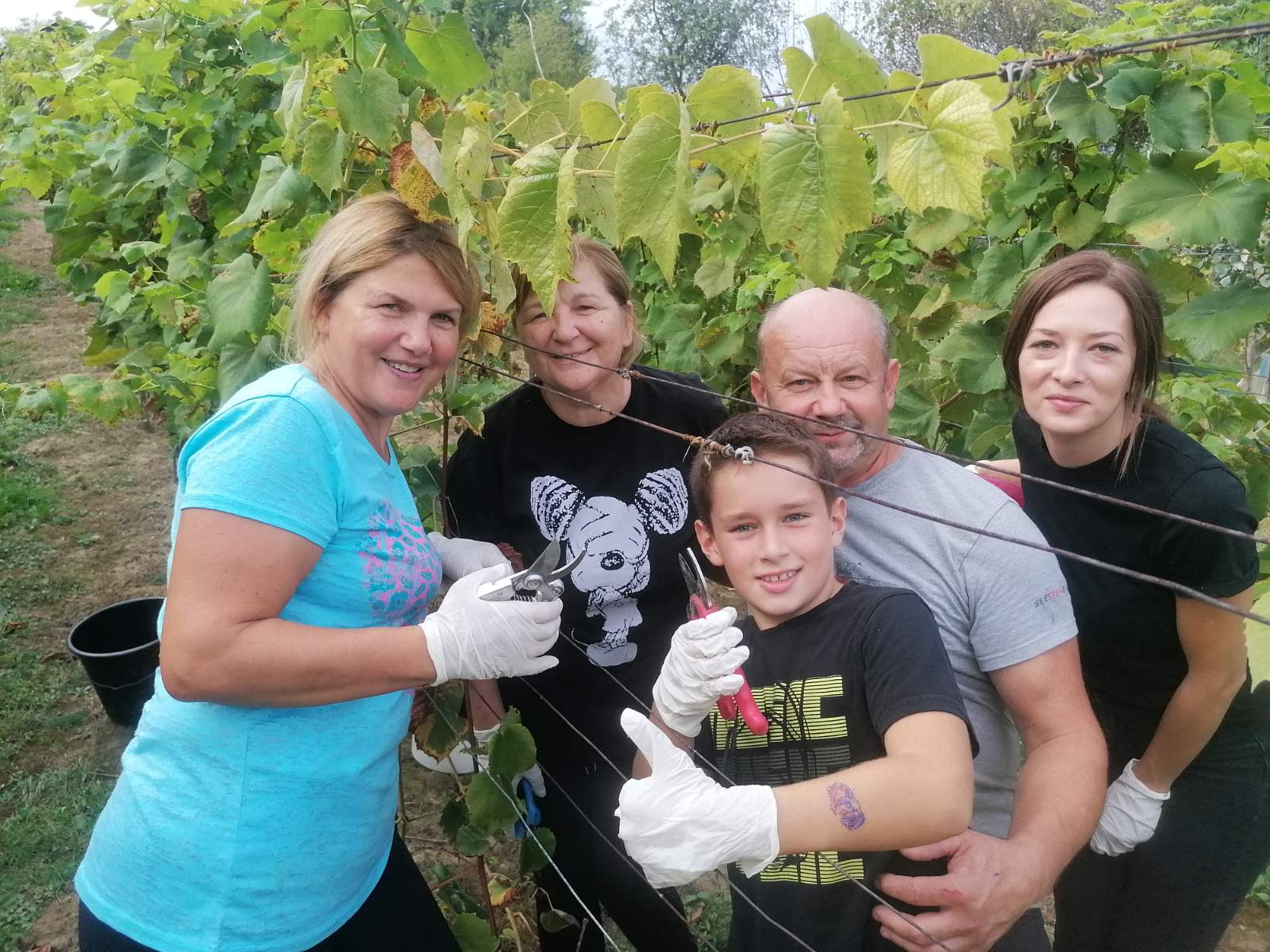 FOTO Berba na Balog bregu: Uz veselo društvo, sve se lako ‘pobere’!