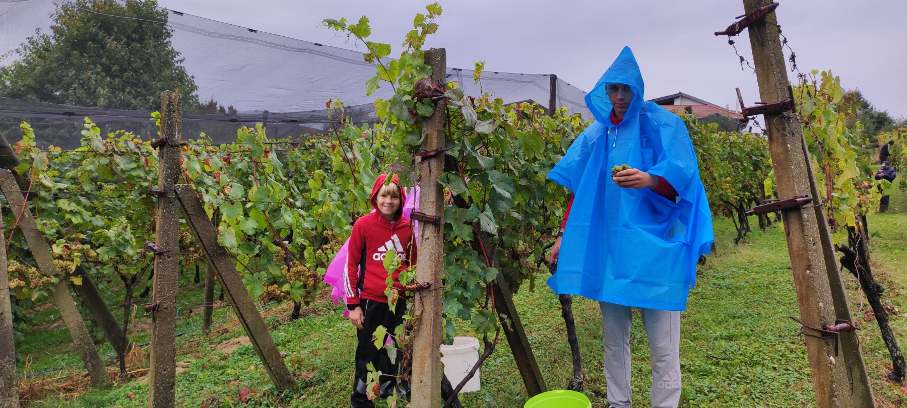 Berba kod obitelji Tomašić