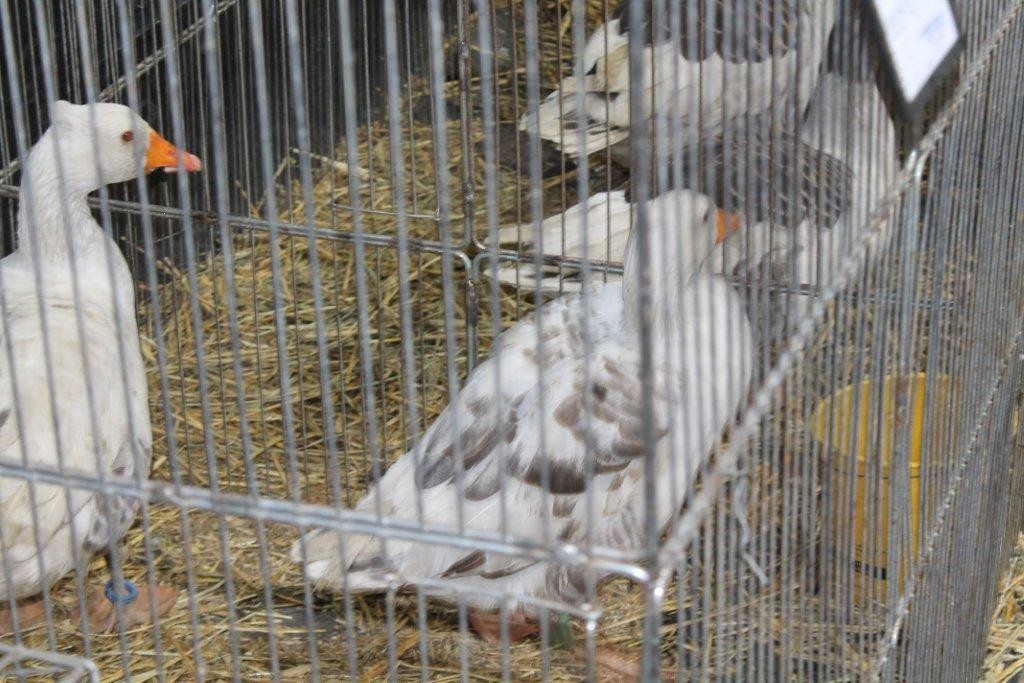 FOTO Održana izložba malih životinja u Kotoribi: Proglašeno čak 42 šampiona!