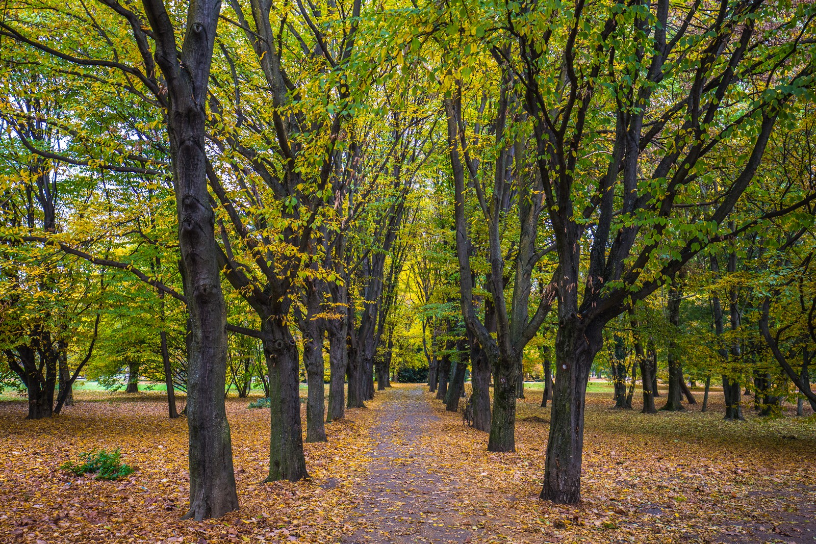 Čarobna jesen: Naša Miroslava Novak prošetala je čakovečkim parkom i snimila šarenilo jesenskih boja. Predivno, zar ne? (y) :-)