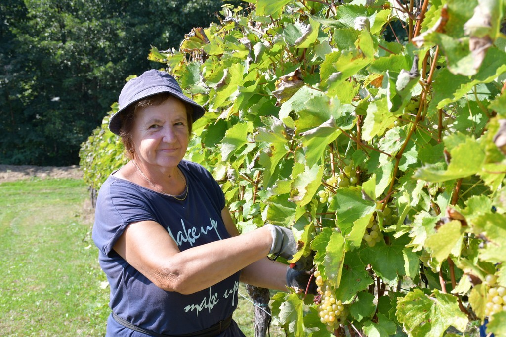 Vinarija Horvat, berba