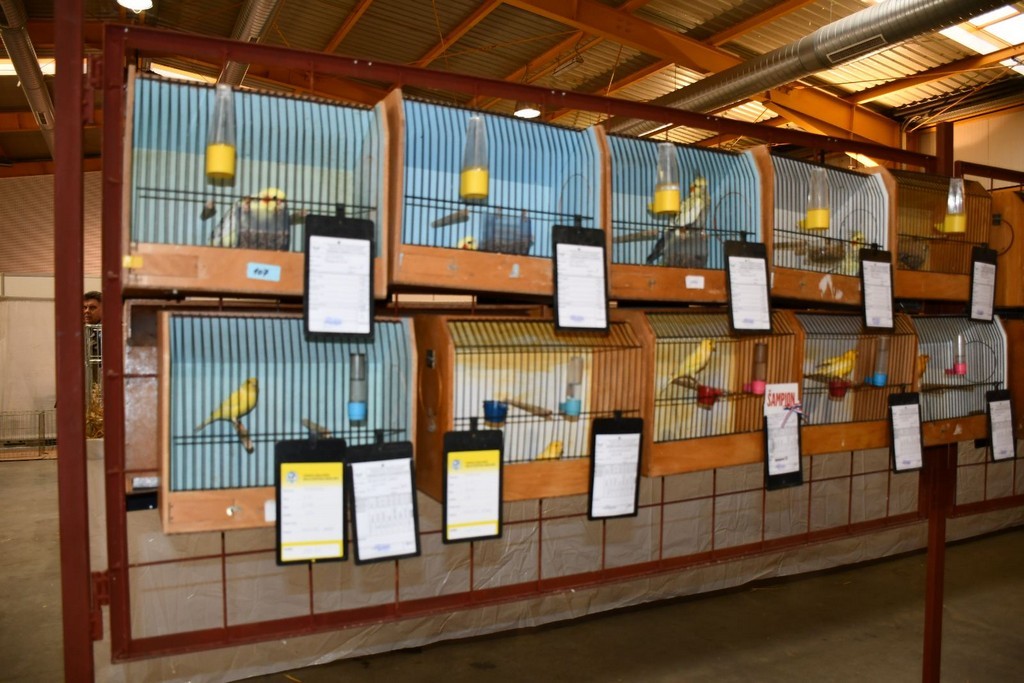 IZLOŽBA MALIH ŽIVOTINJA Izloženo preko tisuću malih životinja vrhunskih uzgajivača iz Hrvatske, ali i šire IZLOŽBA MALIH ŽIVOTINJA Izloženo preko tisuću malih životinja vrhunskih uzgajivača iz Hrvatske, ali i šire