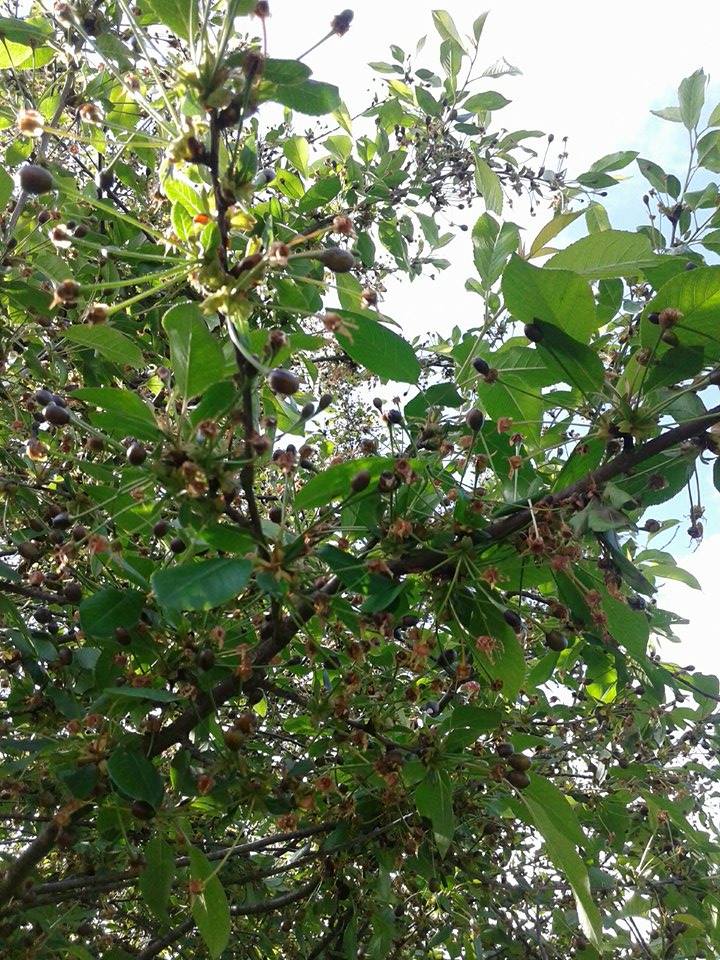 pocernjelizameciplodova204113